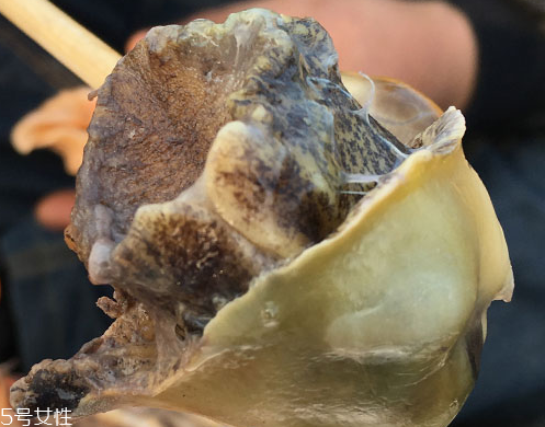 海螺可以隔夜吃嗎？海螺煮熟隔夜能吃嗎？