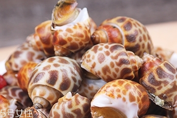 海螺能活幾天？海螺無水可以活幾天？