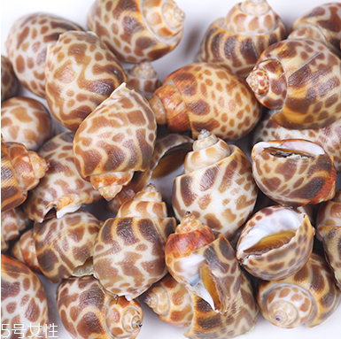 海螺能活幾天？海螺無(wú)水可以活幾天？