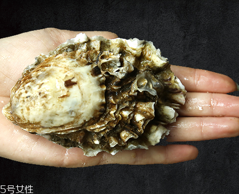 生蠔是蒸還是煮？生蠔蒸好吃還是煮好吃？