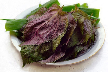 紫蘇葉有什么作用？紫蘇葉的作用