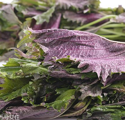 紫蘇葉有什么作用？紫蘇葉的作用