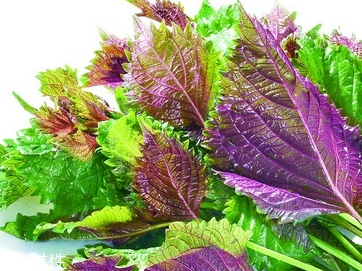 紫蘇葉的養(yǎng)殖方法 紫蘇葉怎么養(yǎng)殖？