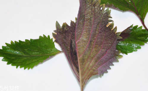 紫蘇葉的養(yǎng)殖方法 紫蘇葉怎么養(yǎng)殖？