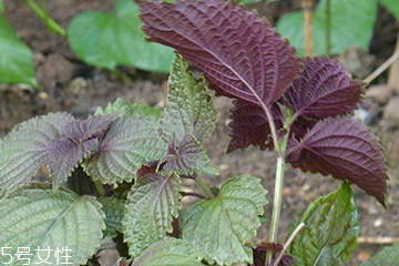 紫蘇葉的養(yǎng)殖方法 紫蘇葉怎么養(yǎng)殖？