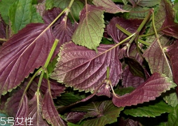 紫蘇葉怎么吃？干紫蘇葉怎么吃？