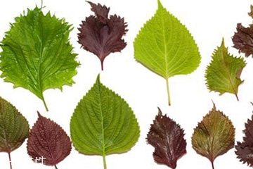 紫蘇葉怎么吃？干紫蘇葉怎么吃？