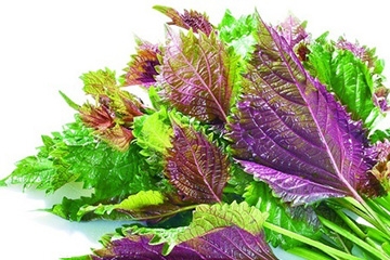 紫蘇葉的好處 紫蘇葉能治感冒嗎？