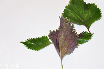 紫蘇葉的食用禁忌 吃紫蘇葉時要注意什么？