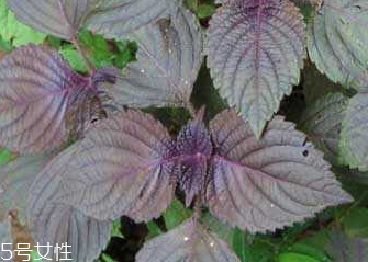 紫蘇葉的食用禁忌 吃紫蘇葉時要注意什么？