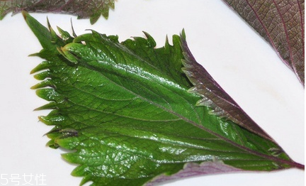 紫蘇葉和蘇子葉的關(guān)系 紫蘇葉與蘇子葉是一樣的嗎？