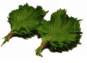 紫蘇葉能放冰箱嗎？紫蘇葉怎么保存？