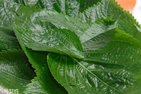 紫蘇葉能放冰箱嗎？紫蘇葉怎么保存？