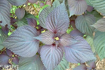 紫蘇葉能和香菇一起吃嗎？紫蘇葉能腌制嗎？