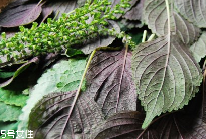 紫蘇葉能和香菇一起吃嗎？紫蘇葉能腌制嗎？