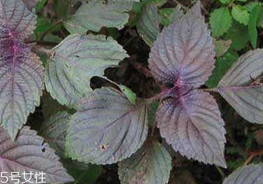 紫蘇葉能和香菇一起吃嗎？紫蘇葉能腌制嗎？