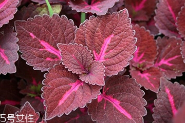 紫蘇葉的禁忌人群 哪些人不適合吃紫蘇葉？