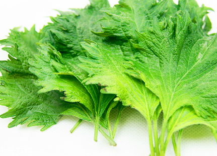 紫蘇葉的種類 紫蘇葉有哪些品種？