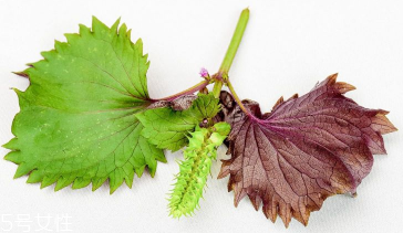 紫蘇葉是中藥嗎？紫蘇葉的藥用價(jià)值是什么？