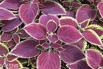 紫蘇葉是中藥嗎？紫蘇葉的藥用價(jià)值是什么？