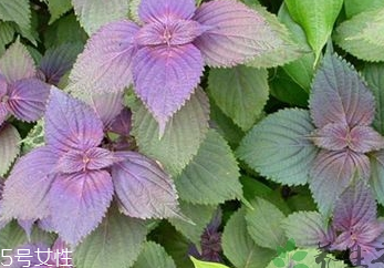 紫蘇葉是中藥嗎？紫蘇葉的藥用價(jià)值是什么？