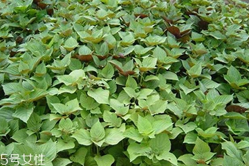 紫蘇葉能做成干紫蘇葉嗎？紫蘇葉怎么做成干紫蘇葉呢？