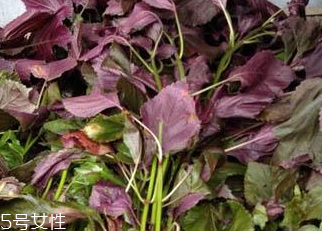 紫蘇葉能做成干紫蘇葉嗎？紫蘇葉怎么做成干紫蘇葉呢？