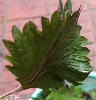 紫蘇葉能做成干紫蘇葉嗎？紫蘇葉怎么做成干紫蘇葉呢？