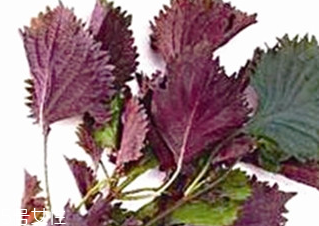 紫蘇葉能治皮膚過敏嗎？