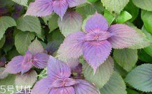 紫蘇葉是熱性的嗎？紫蘇葉是寒性的嗎？