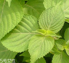 紫蘇葉是熱性的嗎？紫蘇葉是寒性的嗎？