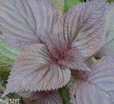 紫蘇葉是什么味道？紫蘇葉的味道是什么？