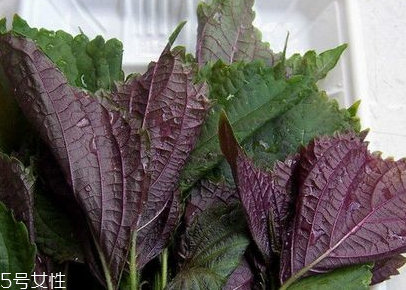 紫蘇葉是什么味道？紫蘇葉的味道是什么？