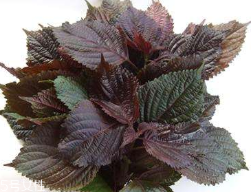 紫蘇葉是堿性還是酸性？紫蘇葉是酸性的嗎？