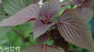 紫蘇葉是堿性還是酸性？紫蘇葉是酸性的嗎？