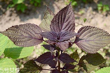 紫蘇葉是堿性還是酸性？紫蘇葉是酸性的嗎？