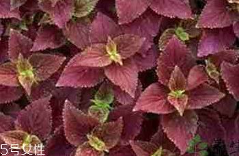 紫蘇葉是什么顏色？紫蘇葉是紫色的嗎？