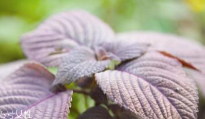 紫蘇葉是什么顏色？紫蘇葉是紫色的嗎？