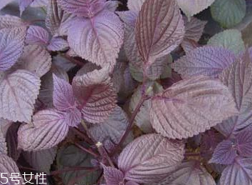 紫蘇葉能包餃子嗎？紫蘇葉可以包餃子