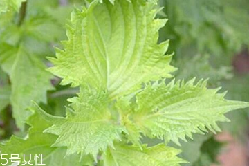 紫蘇葉能包餃子嗎？紫蘇葉可以包餃子
