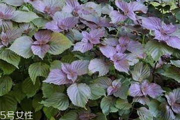 紫蘇葉能包餃子嗎？紫蘇葉可以包餃子