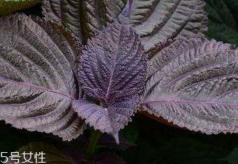 紫蘇葉能減肥嗎？紫蘇葉能減肥