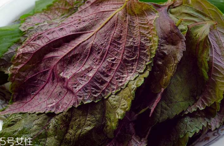 紫蘇葉能治感冒嗎？紫蘇葉能治感冒