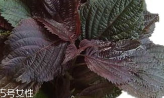 紫蘇葉能生吃嗎？紫蘇葉可以生吃