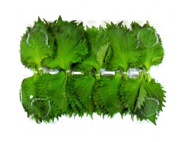 紫蘇葉能生吃嗎？紫蘇葉可以生吃