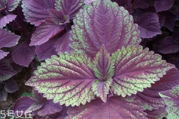 紫蘇葉可以給寶寶敷臉嗎？紫蘇葉不能給寶寶敷臉