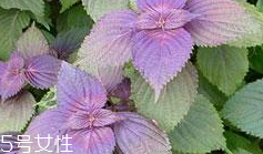 紫蘇葉可以給寶寶敷臉嗎？紫蘇葉不能給寶寶敷臉