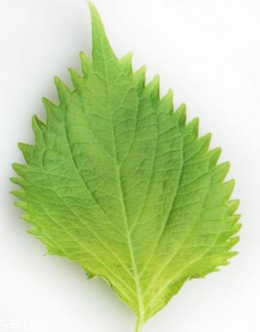 紫蘇葉的形態(tài)特征 紫蘇葉的外形是什么樣？