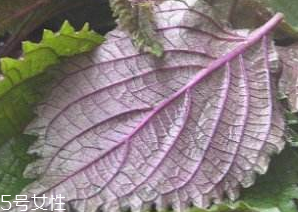 紫蘇葉吃了會(huì)上火嗎？紫蘇葉吃了不會(huì)上火