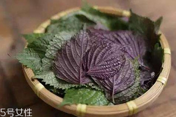 紫蘇葉吃了會上火嗎？紫蘇葉吃了不會上火